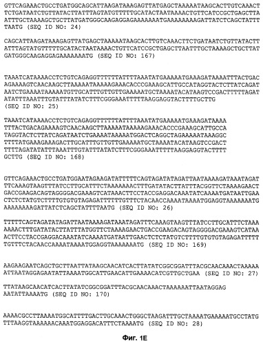 Промоторы lactococcus и их применение: (патент 2495129)
