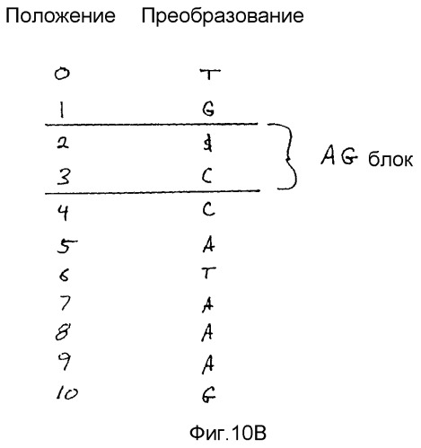 Виртуальные наборы фрагментов нуклеотидных последовательностей (патент 2390561)