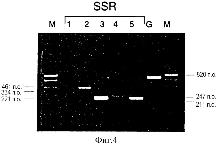 Способ модуляции пролиферации клеток медуллярной карциномы щитовидной железы (патент 2275934)