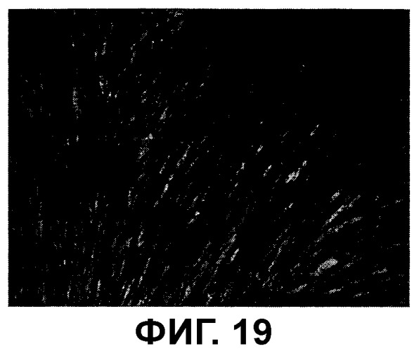 Композиция, содержащая частицы hcmv (патент 2505314)