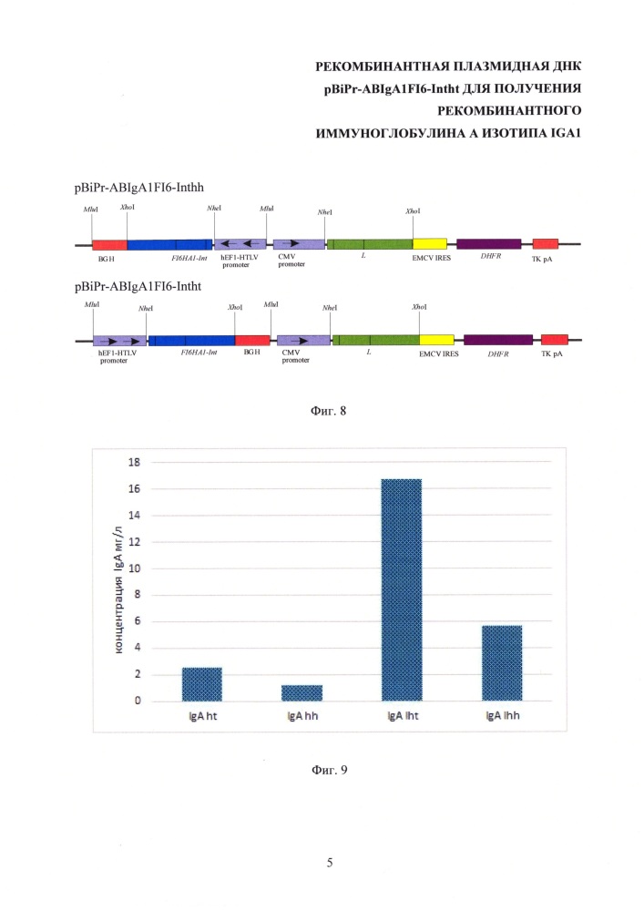 Рекомбинантная плазмидная днк pbipr-abiga1fi6-intht для получения рекомбинантного иммуноглобулина а изотипа iga1 (патент 2664184)