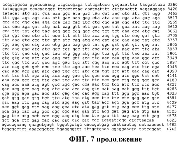 Способ лечения ретинопатии при недоношенности и родственных ретинопатических заболеваний (патент 2403906)