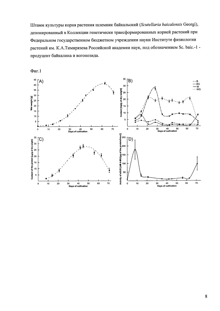Штамм культуры корня растения шлемник байкальский (scutellaria baicalensis georgi), депонированный в коллекции генетически трансформированных корней растений при федеральном государственном бюджетном учреждении науки институте физиологии растений им. к.а. тимирязева российской академии наук, под обозначением sc. baic.-1 - продуцент байкалина и вогонозида (патент 2658484)