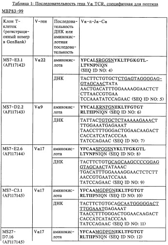 V-d-j олигонуклеотид т-клеточного рецептора, пара праймеров, олигонуклеотидный зонд, способ обнаружения клона mbp83-99v13.1 т-клеток, экспрессирующих мотив lgraglty т-клеточного рецептора, набор, способ лечения аутоиммунного заболевания и способ его мониторинга (патент 2251552)