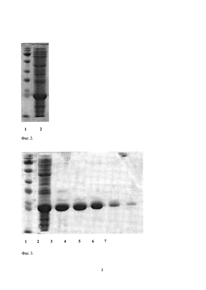 Штамм escherichia coli bl21(de3)gold/petcypopti - продуцент рекомбинантного циклофилина а человека (патент 2603283)