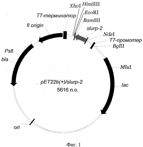 Рекомбинантная плазмидная днк pet22b(+)/slurp-2, кодирующая белок slurp-2, и штамм бактерий escherichia coli bl21(de3) pet22b(+)/slurp-2- продуцент белка slurp-2 человека (патент 2583307)