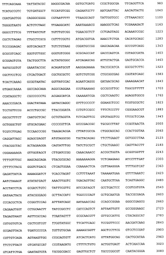 Рекомбинантный белок collbd-bmp-7, рекомбинантная плазмида pcollbd-bmp-7, штамм escherichia coli-продуцент рекомбинантного белка collbd-bmp-7, способ получения рекомбинантного белка collbd-bmp-7 (патент 2408730)