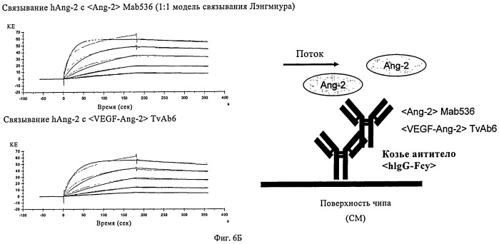 Биспецифические анти-vegf/анти-ang-2 антитела (патент 2542382)