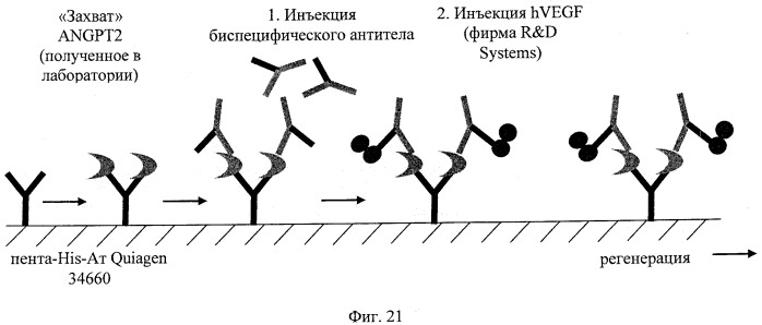 Двухвалентные биспецифические антитела (патент 2547615)