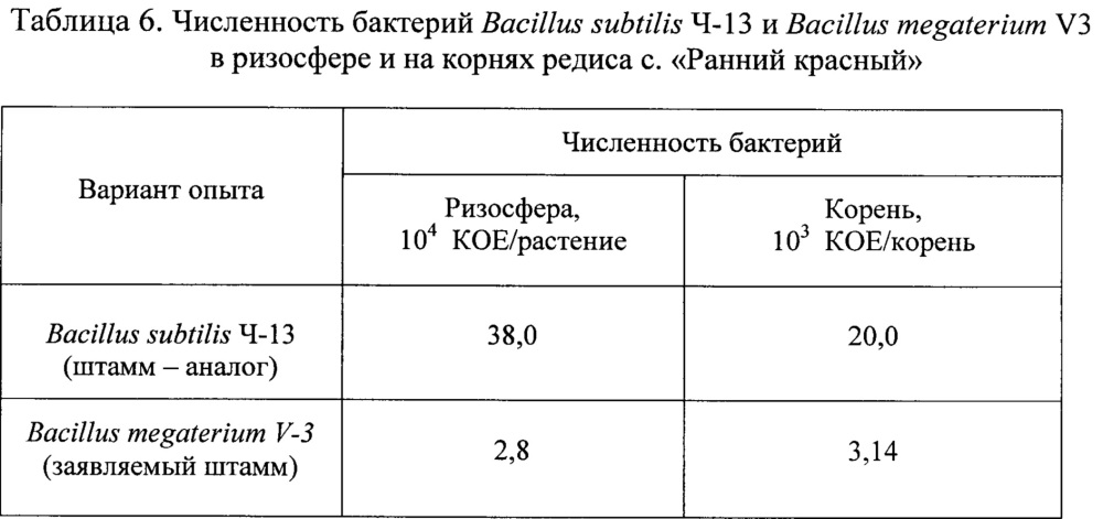 Штамм бактерий bacillus megaterium v3 в качестве средства для ускорения роста и увеличения продуктивности винограда, зерновых, овощных и древесных культур (патент 2649359)