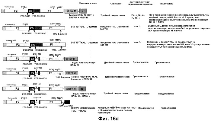 Модифицированные f протеины sv и способы их применения (патент 2531510)