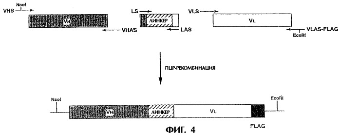 Деградированное антитело, являющееся агонистом tpo (патент 2287534)