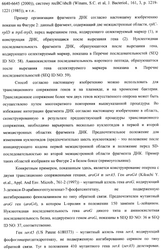 Способ конструирования оперонов, содержащих трансляционно сопряженные гены (патент 2411292)