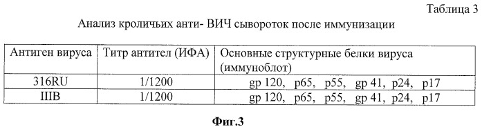 Штамм hominis immunodeficiti virus (hiv-1) вич-1/россия/(316ru) для приготовления диагностических, профилактических препаратов и для оценки противовирусной активности различных соединений (патент 2457244)