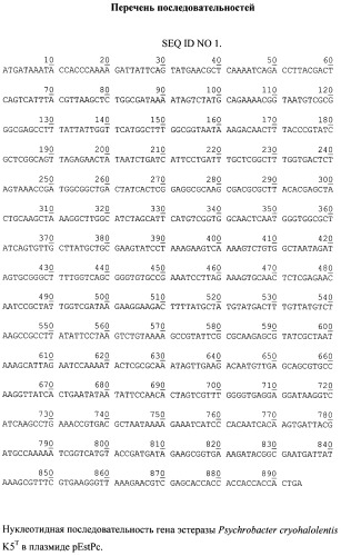 Рекомбинантная плазмидная днк pestpc, кодирующая полипептид со свойствами эстеразы psychrobacter cryohalolentis k5t, и штамм бактерий escherichia coli - продуцент полипептида со свойствами эстеразы psychrobacter cryohalolentis k5t (патент 2478708)