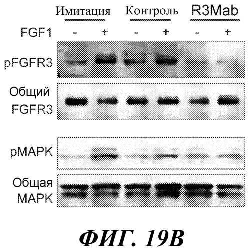 Антитела против fgfr3 и способы их применения (патент 2568066)