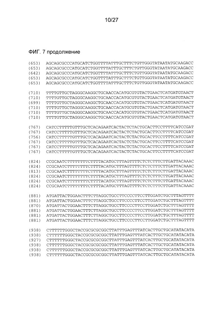 Ген-восстановитель rf4 для цитоплазматической мужской стерильности (cms) c-типа кукурузы, молекулярные маркеры и их применение (патент 2603005)