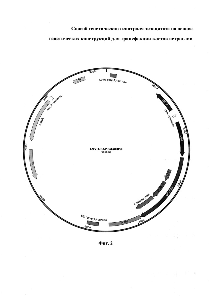 Способ генетического контроля экзоцитоза на основе генетических конструкций для трансфекции клеток астроглии (патент 2633691)