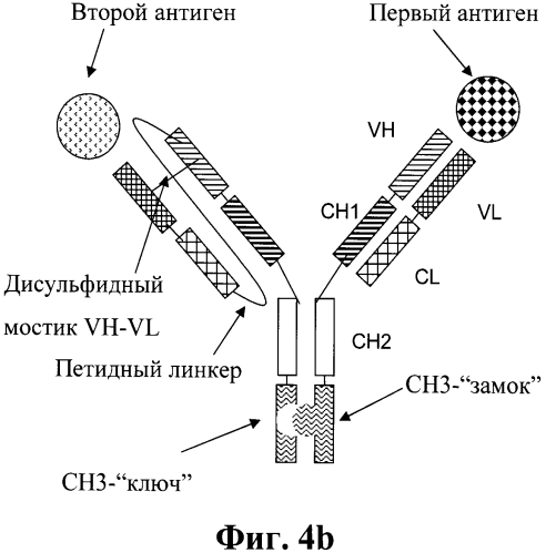 Биспецифические антитела (патент 2573588)