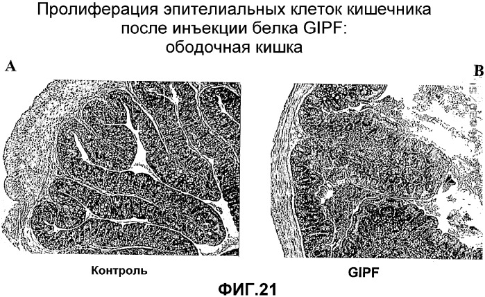 Желудочно-кишечный пролиферативный фактор и его применения (патент 2343158)