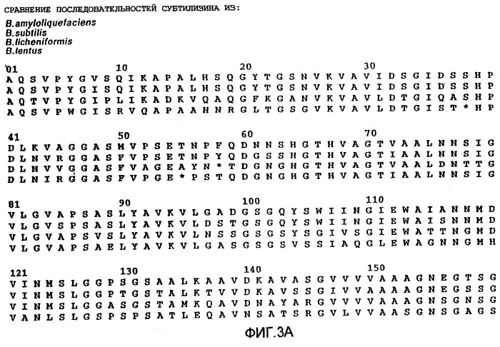 Вариант субтилизина bacillus (варианты), кодирующая его днк, экспрессирующий вектор и очищающая композиция (патент 2252254)