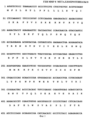 Ген mmp8opt металлопротеиназы 8 (патент 2378376)