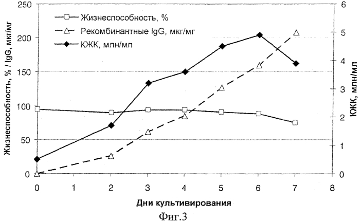 Штамм клеток яичников китайского хомячка - продуцент рекомбинантного антитела против фактора некроза опухоли альфа человека (патент 2556816)