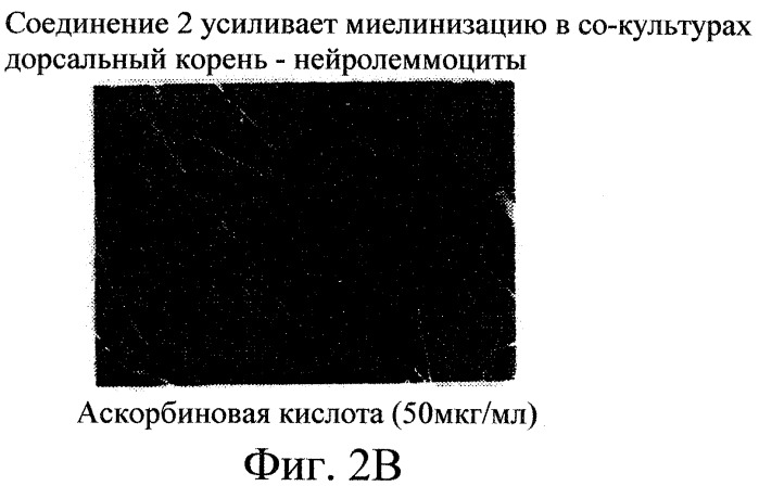 Производные пентадикарбоновой кислоты, фармацевтическая композиция на их основе и способы лечения (патент 2268881)
