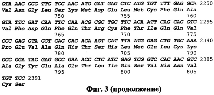 Рекомбинантная плазмидная днк pmaltev-legumain, кодирующая полипептид, обладающий антигенными свойствами белка легумаин opisthorchis felineus, и штамм e.coli bl 21(de3)plyss-pmaltev-legumain - продуцент рекомбинантного полипептида, обладающего антигенными свойствами белка легумаин opisthorchis felineus (патент 2496876)