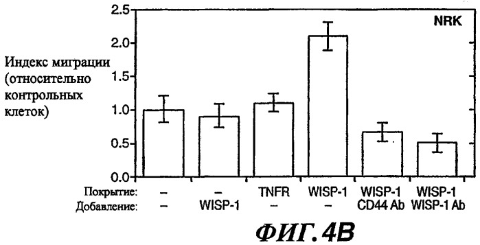 Способы и композиции для модуляции и обнаружения активности wisp (патент 2412201)