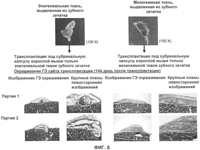 Способ формирования зуба, зубной ряд и способ формирования ткани (патент 2428140)