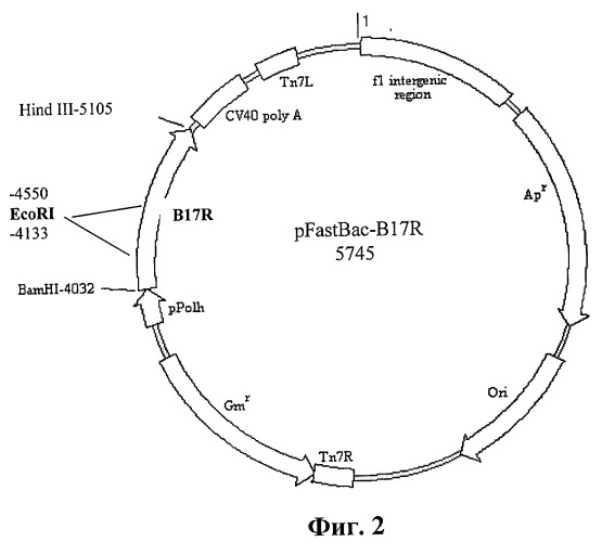 Рекомбинантная плазмидная днк pfastbac-b17r, содержащая фрагмент генома вируса оспы коров, кодирующий альфа/бета-интерферонсвязывающий белок и штамм бакуловируса bvb17rg, продуцирующий растворимый альфа/бета-интерферонсвязывающий белок вируса оспы коров (патент 2405824)