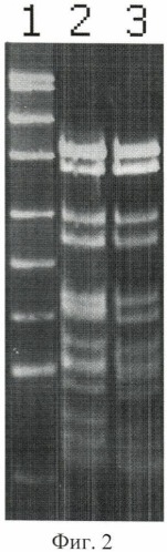 Штамм бактерий planomicrobium koreense 78k - продуцент сайт-специфической эндонуклеазы pkri (патент 2475534)