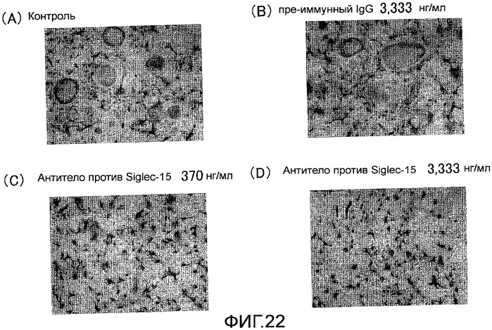 Антитело, направленное на белок siglec-15, связанный с остеокластами (патент 2475499)