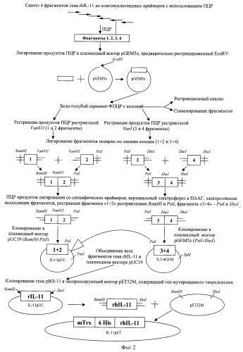 Рекомбинантная плазмидная днк pet32m/mtrx-rhil-11, кодирующая интерлейкин -11 человека, способ ее получения и штамм escherichia coli bl21(de3)/pet32m/mtrx-rhil-11 - продуцент рекомбинантного интерлейкина-11 (патент 2426787)