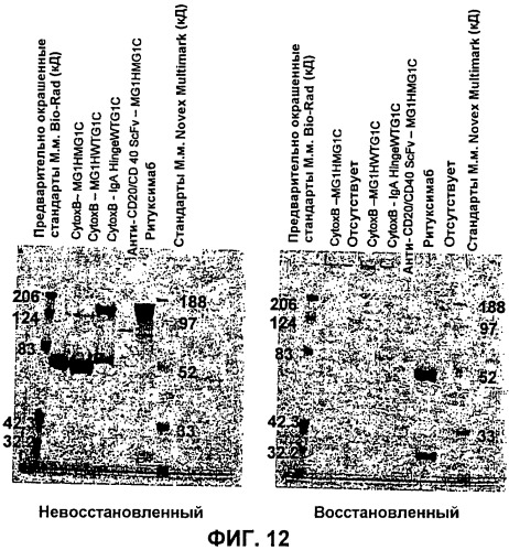 Слитые белки связывающий домен-иммуноглобулин (патент 2420537)