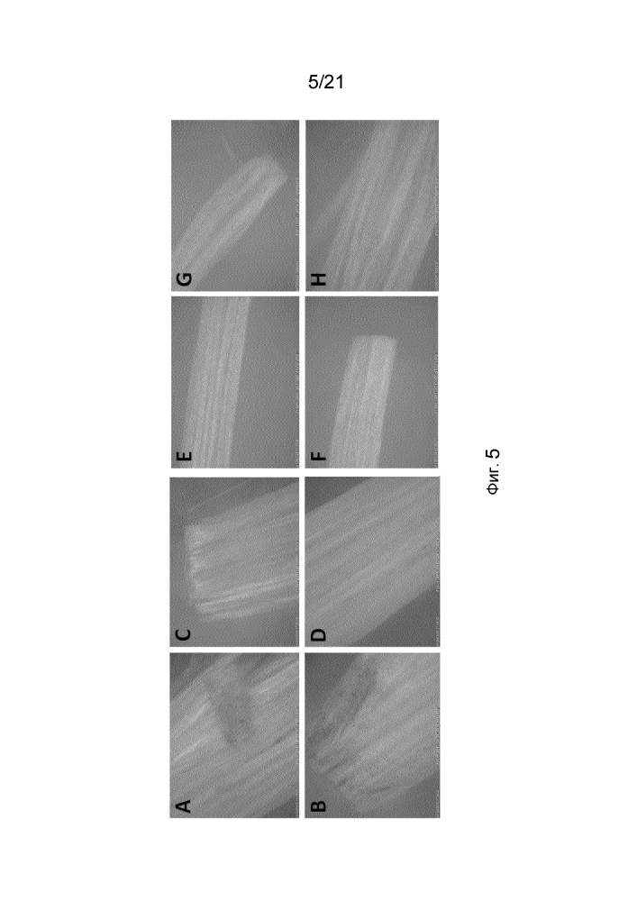 Структуры слитого белка шелка пауков для связывания с органической мишенью (патент 2624036)