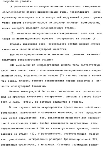 Vgc2 днк salmonella typhimurium, мутантная бактерия, обладающая пониженной способностью к адаптации к условиям окружающей среды, и способ ее получения (патент 2370541)