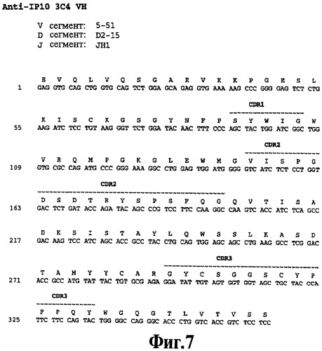 Выделенное антитело против ip-10, иммуноконъюгат и биспецифическая молекула на его основе, их композиции, способ лечения (варианты), кодирующая молекула нуклеиновой кислоты, соответствующий экспрессионный вектор, клетка-хозяин и гибридома (патент 2486199)