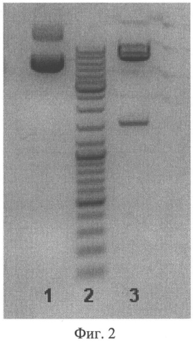 Оптимизированный ген моноклонального антитела инфликсимаб (варианты), рекомбинантная клеточная линия-продуцент этого антитела и способ его биосинтеза (патент 2549692)