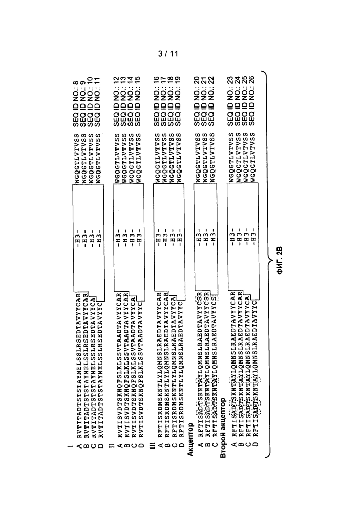 Антитела против фактора роста эндотелия сосудов (vegf) (патент 2639506)