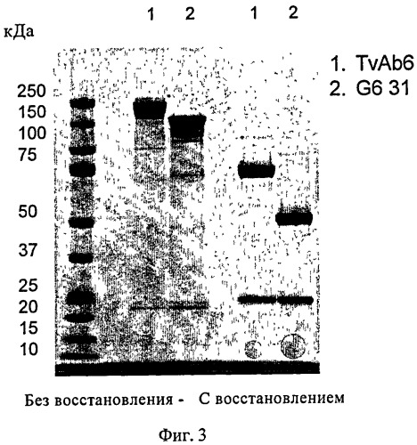 Биспецифические анти-vegf/анти-ang-2 антитела (патент 2542382)