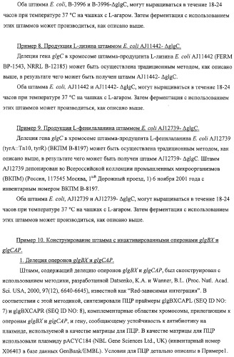 Способ получения l-аминокислот с использованием бактерии, принадлежащей к роду escherichia, в которой разрушен путь биосинтеза гликогена (патент 2315809)