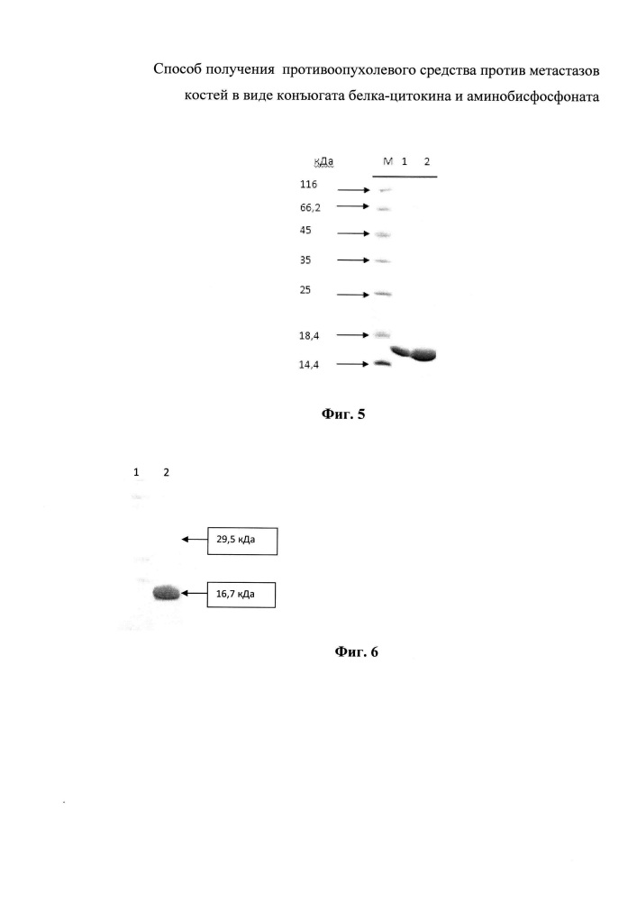 Способ получения противоопухолевого средства против метастазов костей в виде конъюгата белка-цитокина и аминобисфосфоната (патент 2631486)