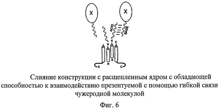 Частицы с расщепленным ядром, предназначенные для презентации чужеродных молекул, прежде всего для применения в вакцинах, и способ их получения (патент 2454462)