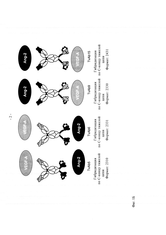 Биспецифические анти-vegf/анти-ang-2 антитела (патент 2640253)