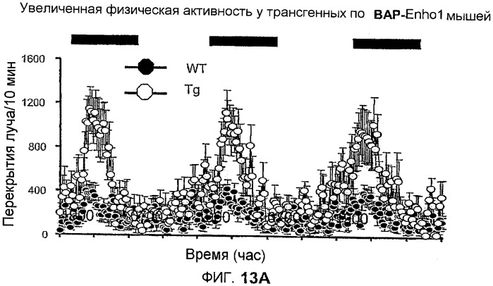 Новый пептид, участвующий в энергетическом гомеостазе (патент 2409590)