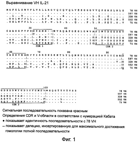 Моноклональные антитела против il-21 человека (патент 2504552)