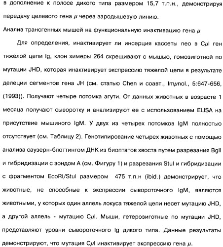 Человеческие моноклональные антитела к рецептору эпидермального фактора роста (egfr), способ их получения и их использование, гибридома, трансфектома, трансгенное животное, экспрессионный вектор (патент 2335507)