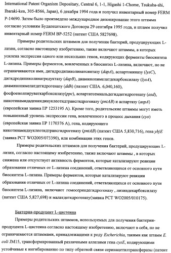 Способ получения l-треонина с использованием бактерии, принадлежащей к роду escherichia, модифицированной таким образом, что в ней нарушена способность к образованию ворсинок типа &quot;керли&quot; (патент 2338782)